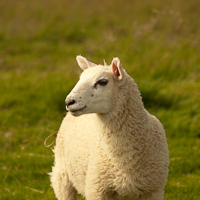 Yorkshire Dales